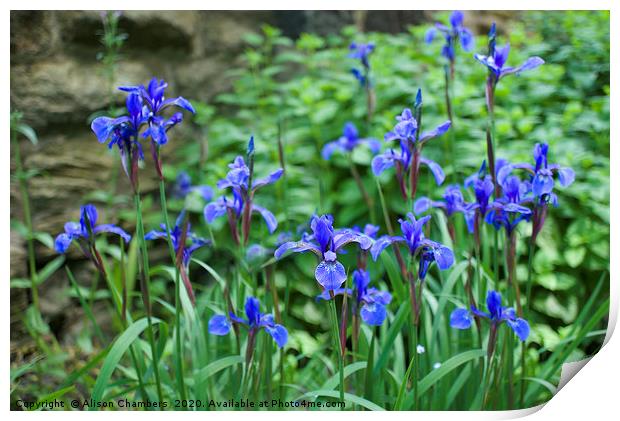 Blue Irises Print by Alison Chambers