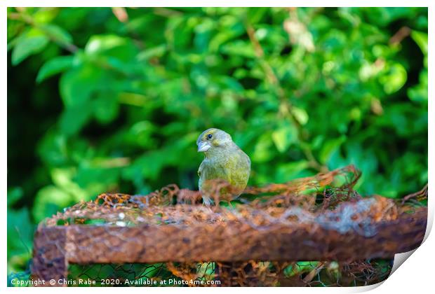 Greenfinch on some rusty metal  Print by Chris Rabe