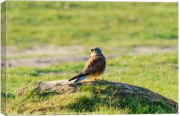 Common Kestrel male standing on grassy mound Canvas Print by Chris Rabe