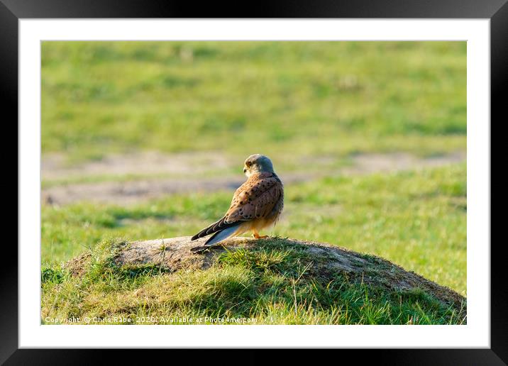 Common Kestrel male standing on grassy mound Framed Mounted Print by Chris Rabe