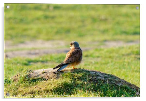 Common Kestrel male standing on grassy mound Acrylic by Chris Rabe