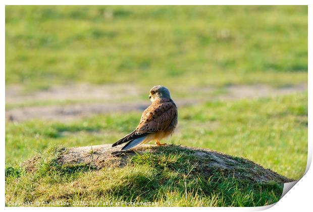 Common Kestrel male standing on grassy mound Print by Chris Rabe