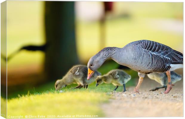 Greylag Goose family feeding Canvas Print by Chris Rabe