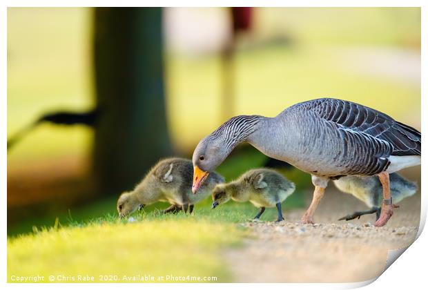 Greylag Goose family feeding Print by Chris Rabe