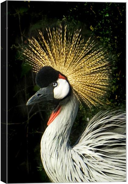 The Crane's Captivating Portrait Canvas Print by Gilbert Hurree