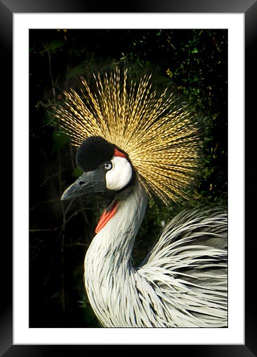 The Crane's Captivating Portrait Framed Mounted Print by Gilbert Hurree