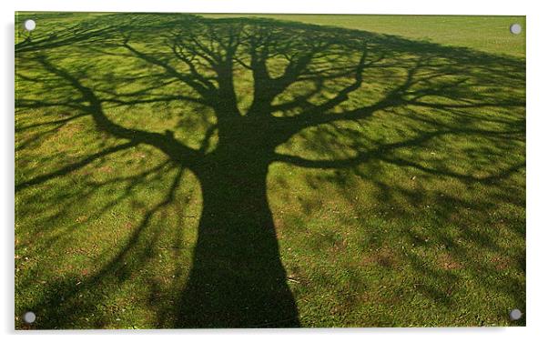 Shadow tree Acrylic by Pete Hemington