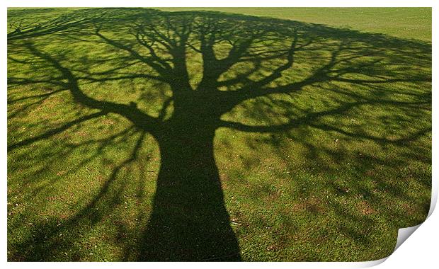 Shadow tree Print by Pete Hemington
