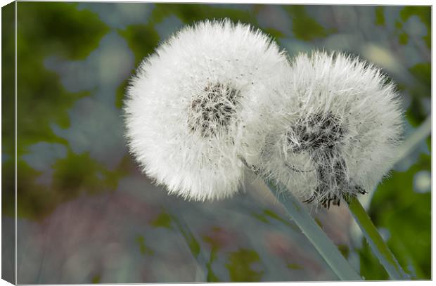 Dandelions Canvas Print by David French