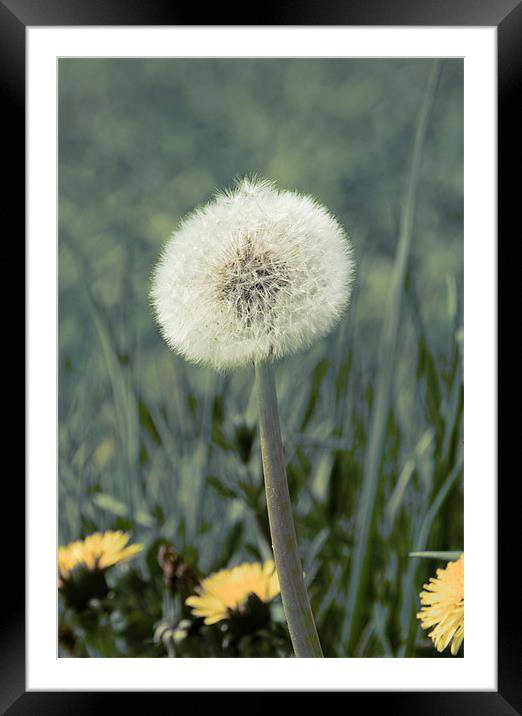 Dandelions Framed Mounted Print by David French