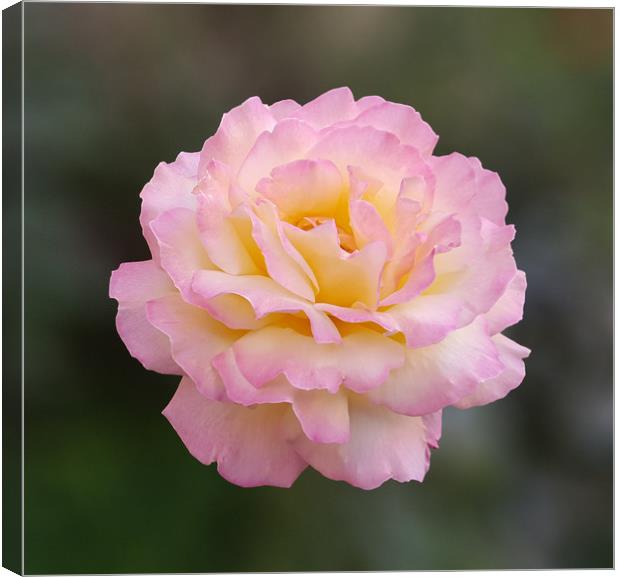 Pink rose in direct light on a blurry background Canvas Print by Adrian Bud