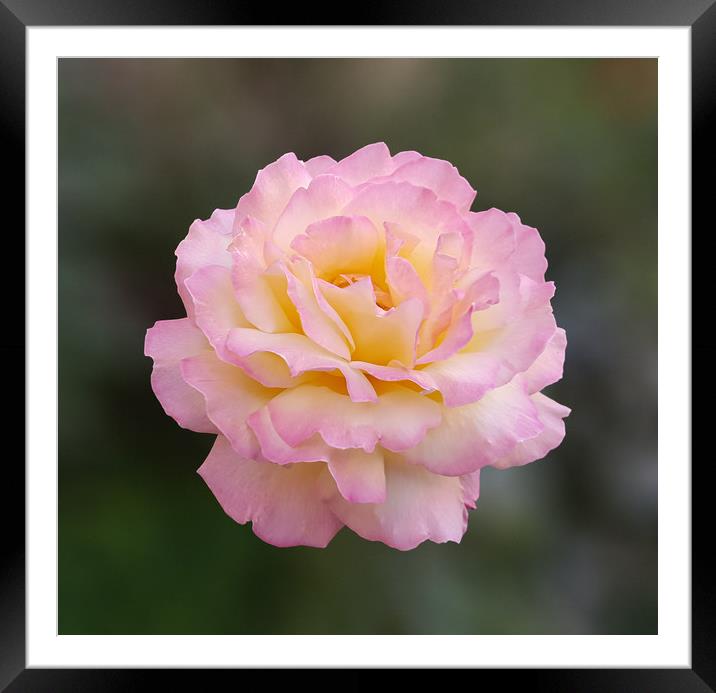 Pink rose in direct light on a blurry background Framed Mounted Print by Adrian Bud