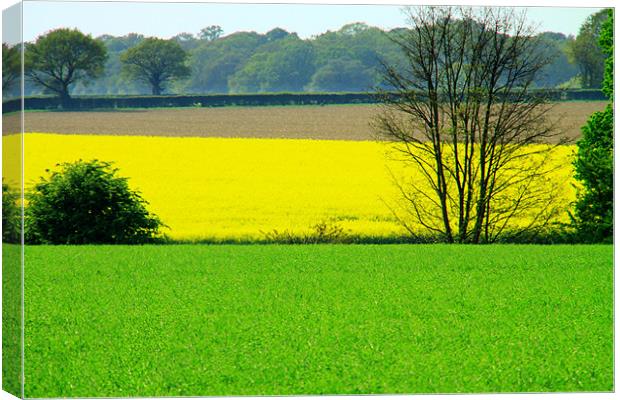 Fields of patterns Canvas Print by David French