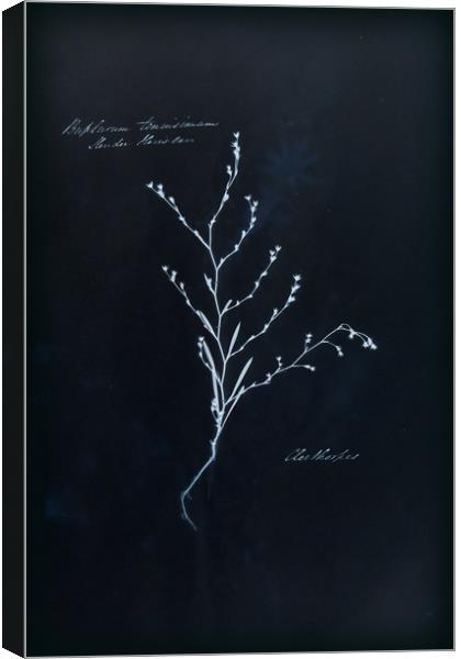 Cyanotype Vintage Botanical Specimen Canvas Print by Gavin Wilson