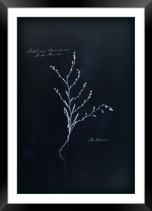 Cyanotype Vintage Botanical Specimen Framed Mounted Print by Gavin Wilson