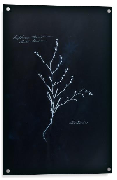 Cyanotype Vintage Botanical Specimen Acrylic by Gavin Wilson