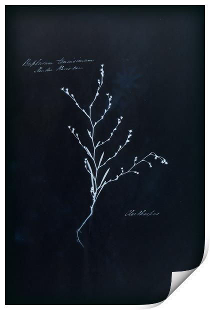 Cyanotype Vintage Botanical Specimen Print by Gavin Wilson