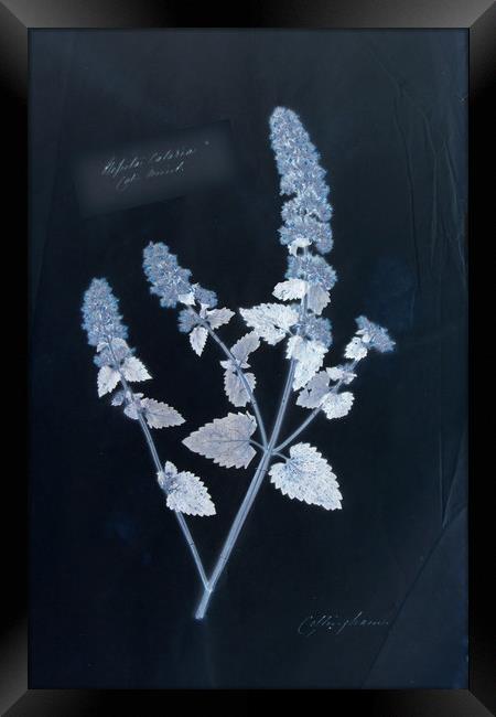 Vintage plant specimen cyanotype Framed Print by Gavin Wilson