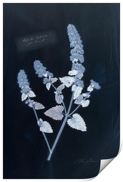 Vintage plant specimen cyanotype Print by Gavin Wilson