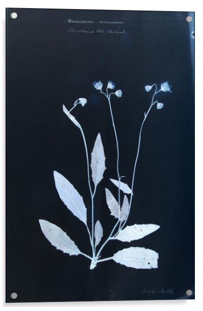 Vintage Botanical Specimen Cyanotype Acrylic by Gavin Wilson