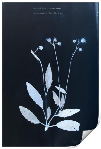 Vintage Botanical Specimen Cyanotype Print by Gavin Wilson