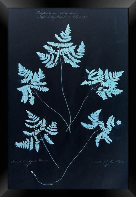  Cyan Vintage Botanical Specimen Framed Print by Gavin Wilson