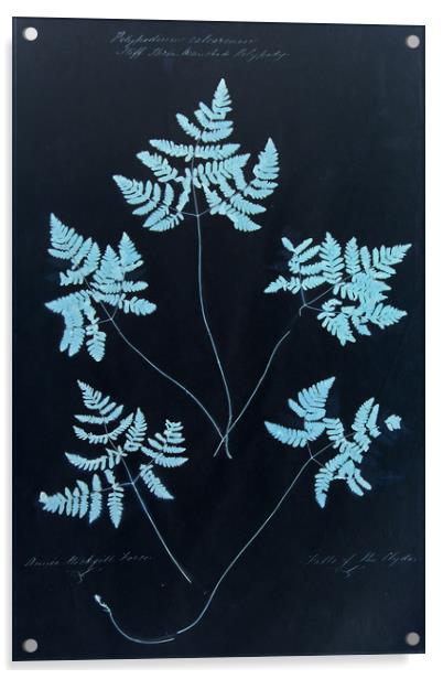  Cyan Vintage Botanical Specimen Acrylic by Gavin Wilson