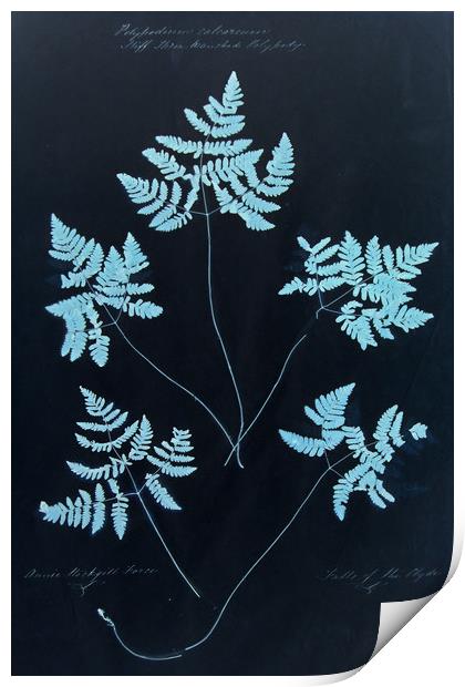  Cyan Vintage Botanical Specimen Print by Gavin Wilson