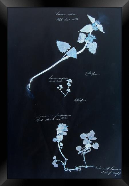 Vintage plant specimen Framed Print by Gavin Wilson