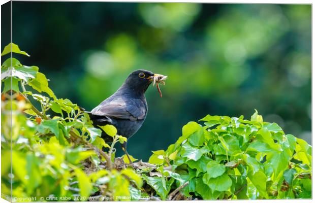Blackbird on ivy hedge Canvas Print by Chris Rabe