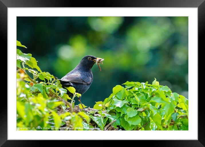Blackbird on ivy hedge Framed Mounted Print by Chris Rabe
