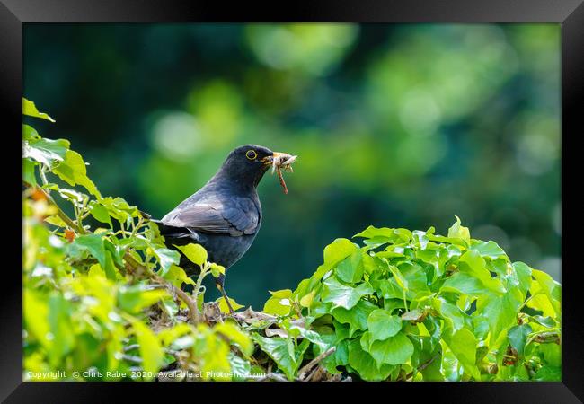 Blackbird on ivy hedge Framed Print by Chris Rabe