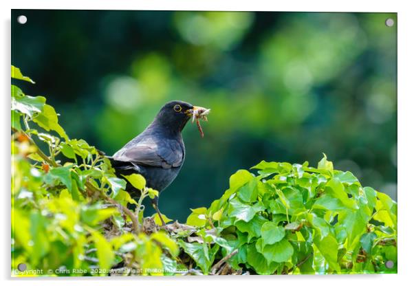 Blackbird on ivy hedge Acrylic by Chris Rabe