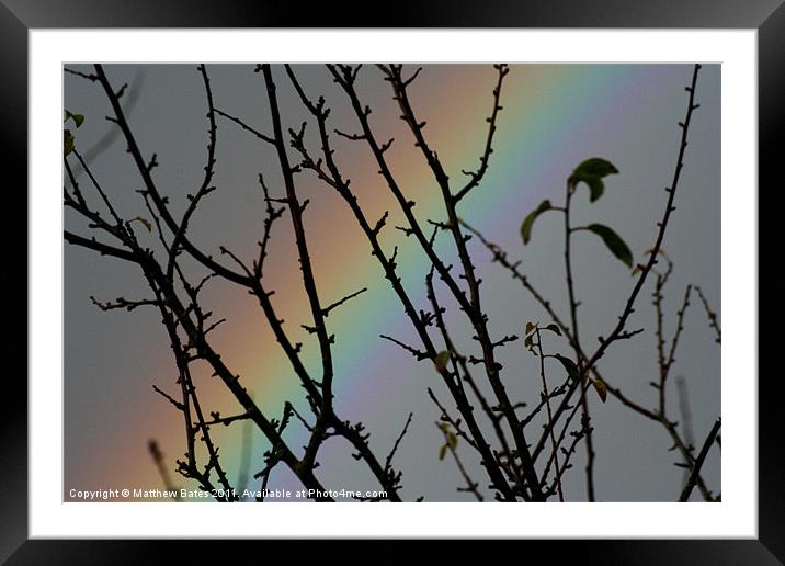 Rainbow Tree Framed Mounted Print by Matthew Bates