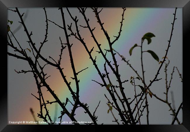 Rainbow Tree Framed Print by Matthew Bates