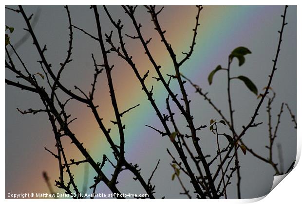 Rainbow Tree Print by Matthew Bates
