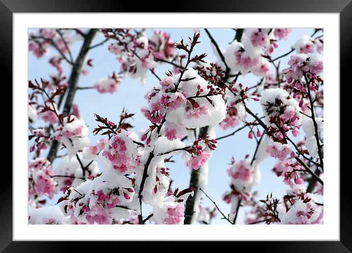 Winter Blossom Framed Mounted Print by Matthew Bates