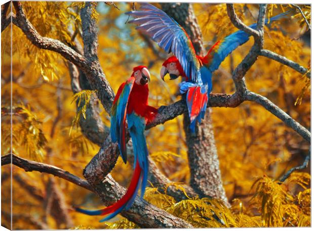 Red-and-green Macaw Couple Canvas Print by Brutty Fontana