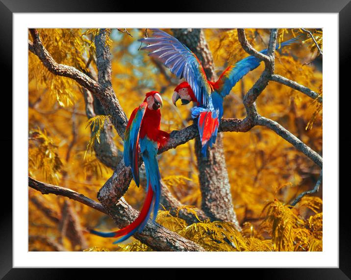 Red-and-green Macaw Couple Framed Mounted Print by Brutty Fontana