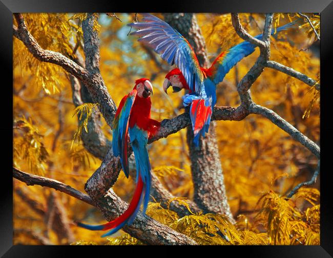 Red-and-green Macaw Couple Framed Print by Brutty Fontana