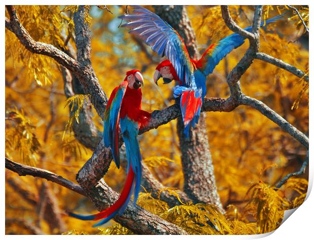 Red-and-green Macaw Couple Print by Brutty Fontana