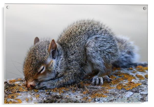 Very cute sleeping baby Grey Squirrel Acrylic by Simon Marlow