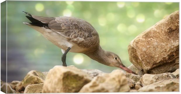 Black Tailed Godwit searching for food Canvas Print by Simon Marlow