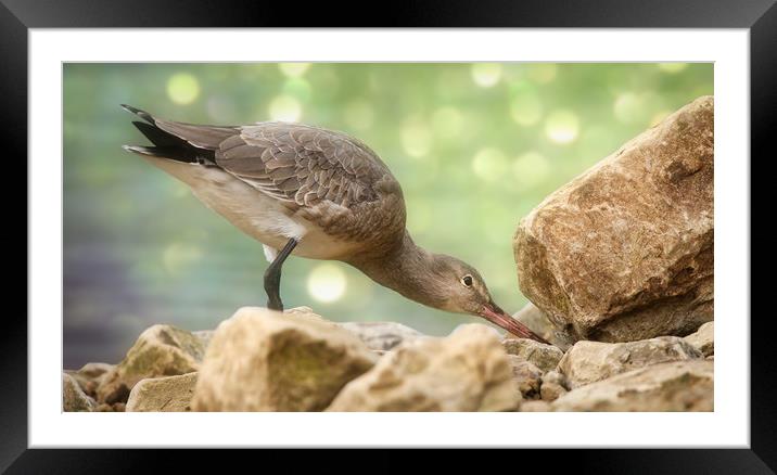 Black Tailed Godwit searching for food Framed Mounted Print by Simon Marlow