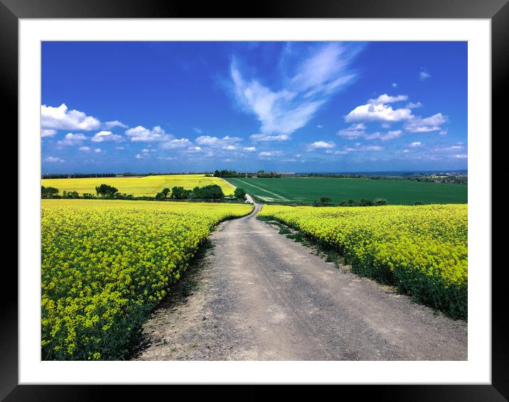 Yellow Rapeseed field Framed Mounted Print by Simon Marlow
