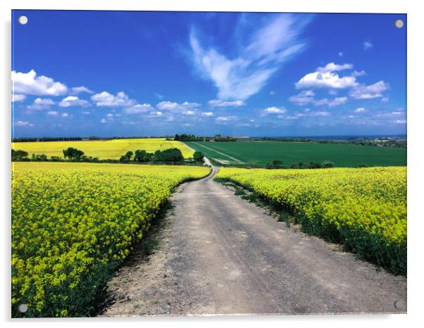 Yellow Rapeseed field Acrylic by Simon Marlow