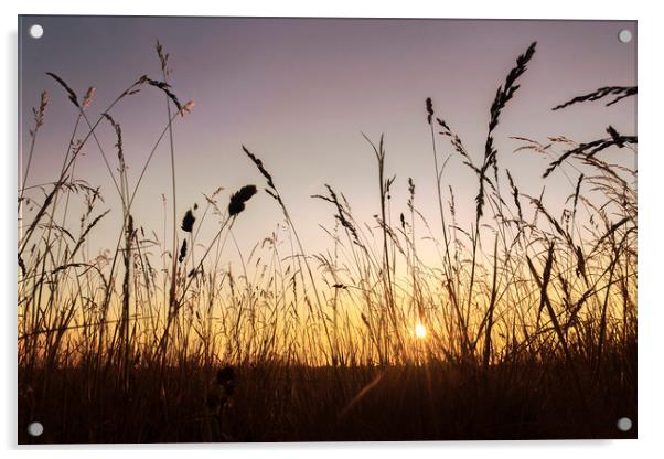 Grassland Sunset Acrylic by Matt Cottam