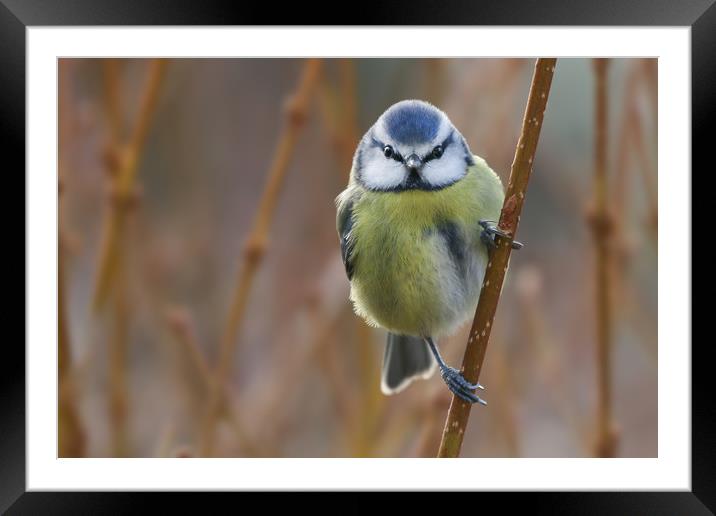 Enchanting Blue Tit Framed Mounted Print by Simon Marlow