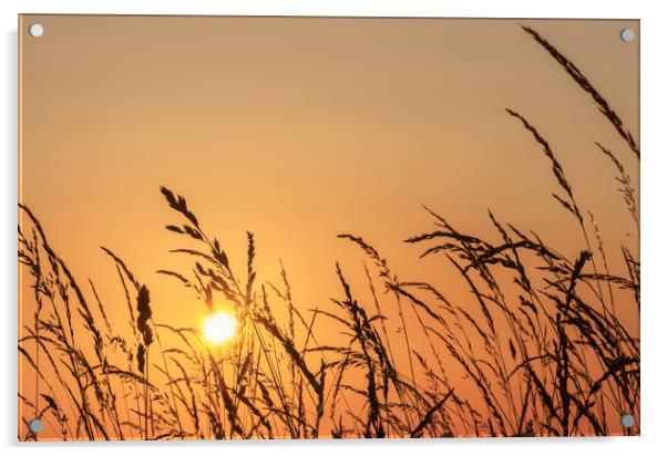 Grassland Sunset Acrylic by Matt Cottam
