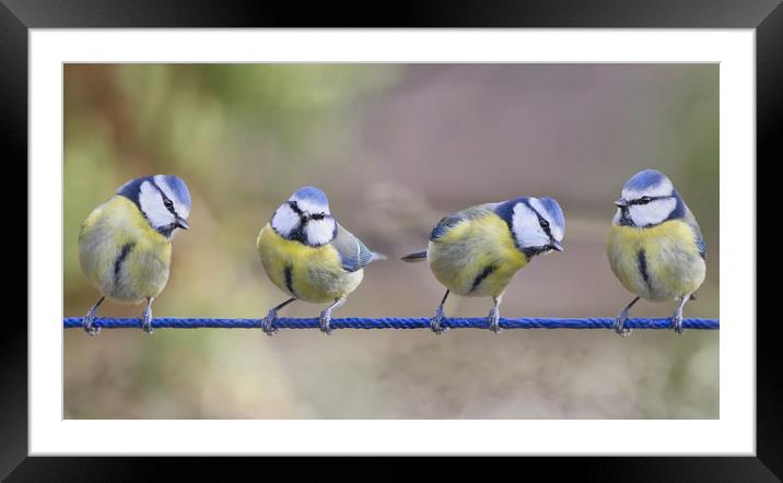 The Majestic Blue Tit Quartet Framed Mounted Print by Simon Marlow